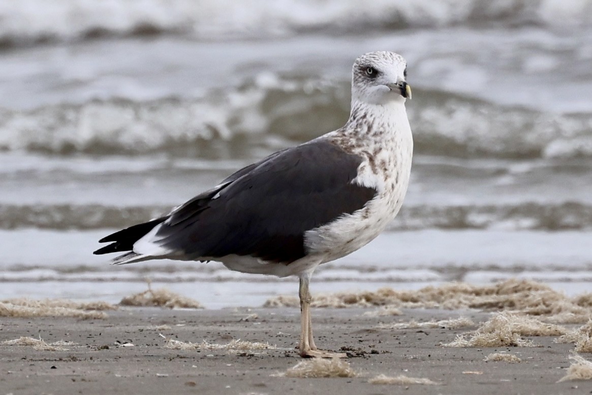 Lesser Black-backed Gull - ML645510224