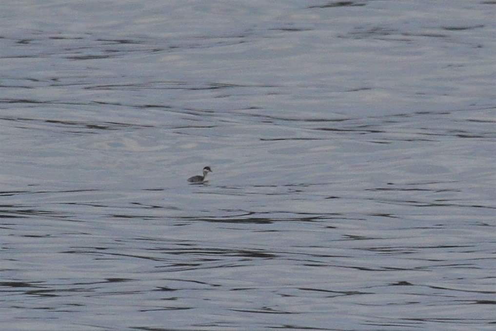 Horned Grebe - ML645510235