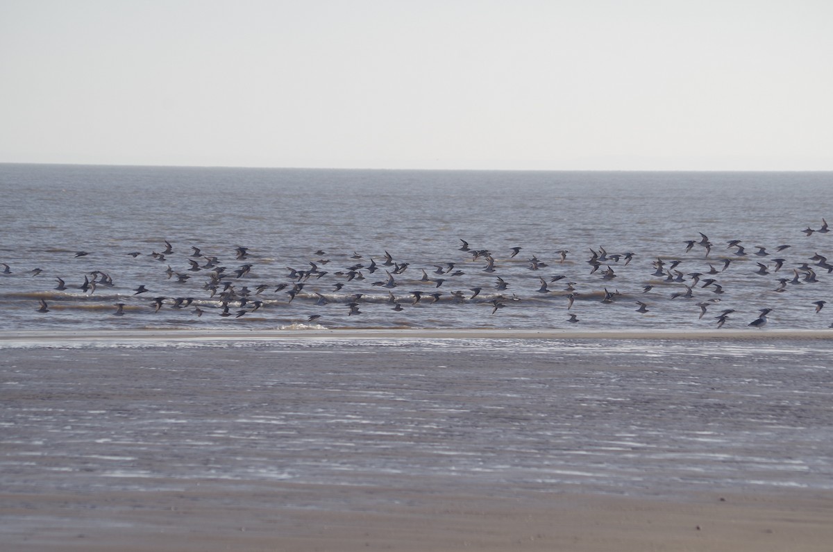 jespák rezavý - ML645510237