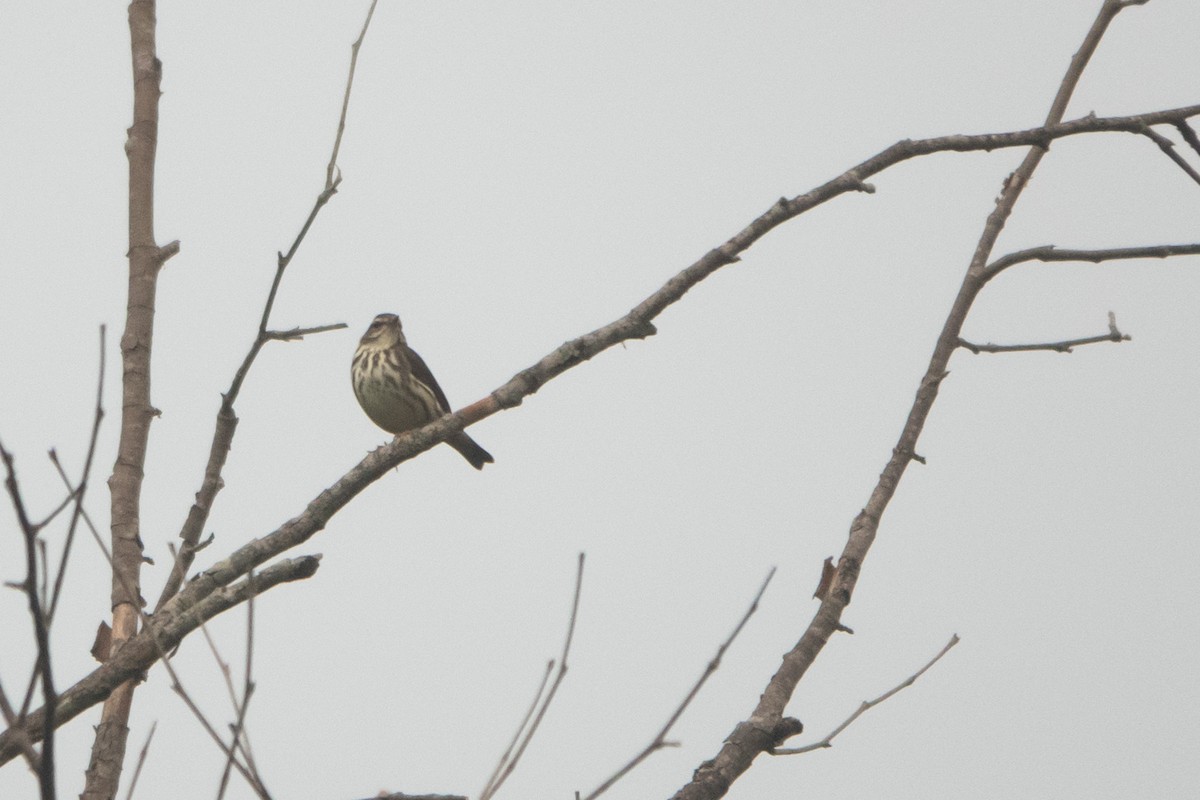 Louisiana Waterthrush - ML645510238