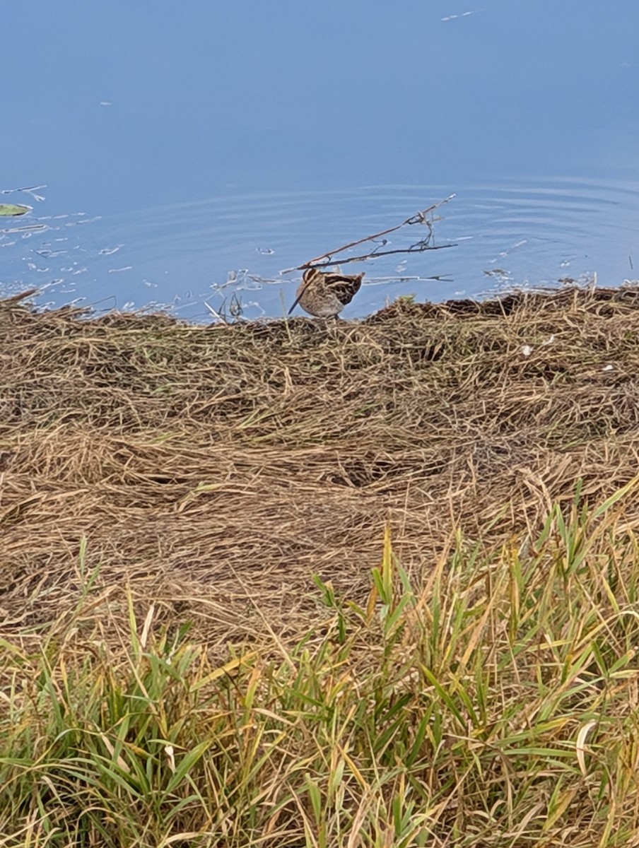 Wilson's Snipe - ML645510245