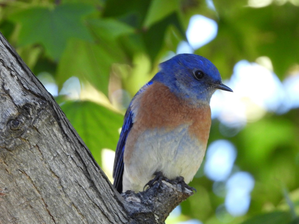 Western Bluebird - ML645510250