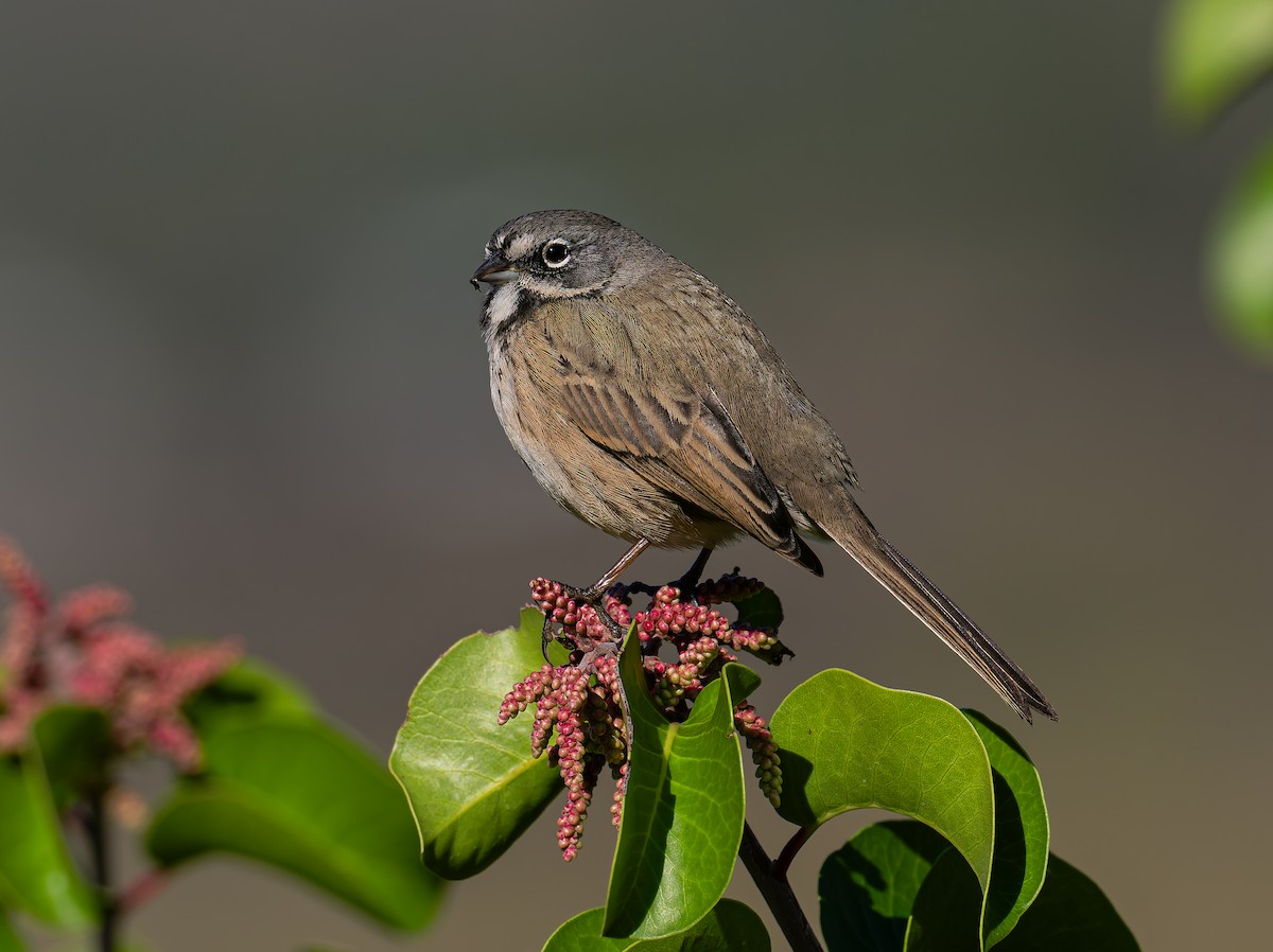 Bell's Sparrow (belli) - ML645510278