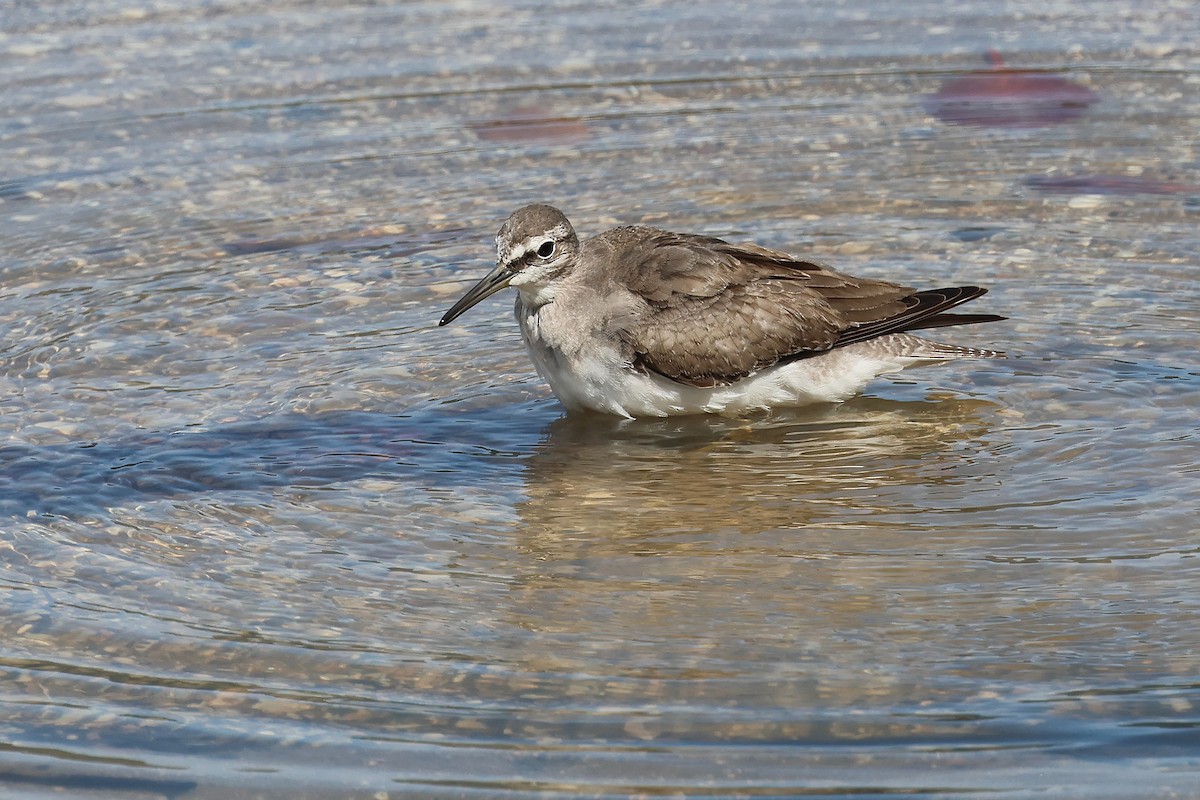Gray-tailed Tattler - ML645510282