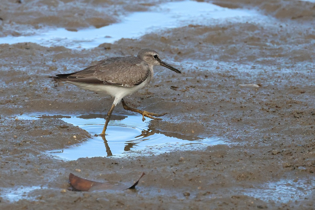 Gray-tailed Tattler - ML645510283