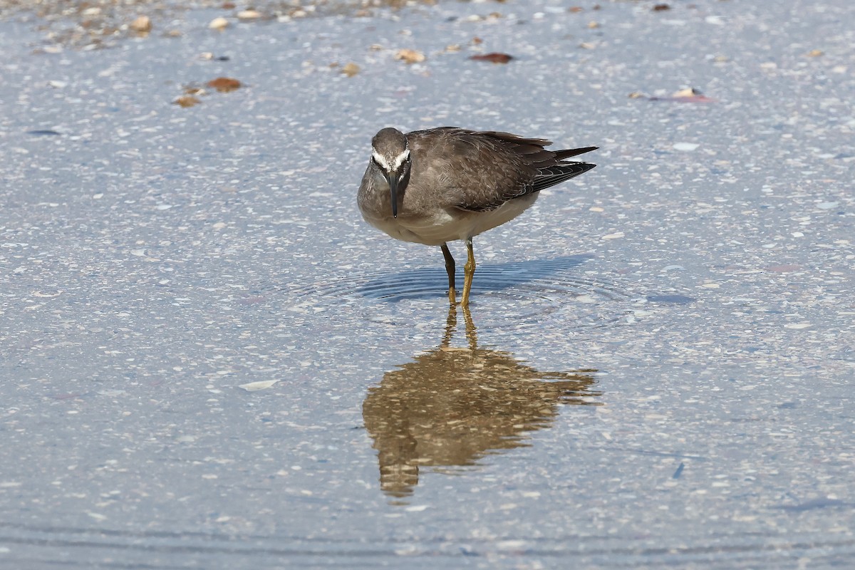 Gray-tailed Tattler - ML645510284