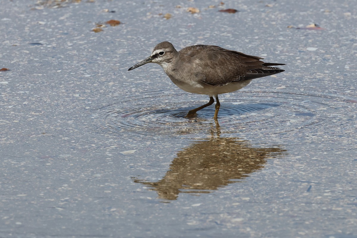 Gray-tailed Tattler - ML645510285