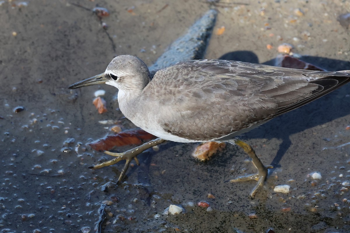 Gray-tailed Tattler - ML645510286
