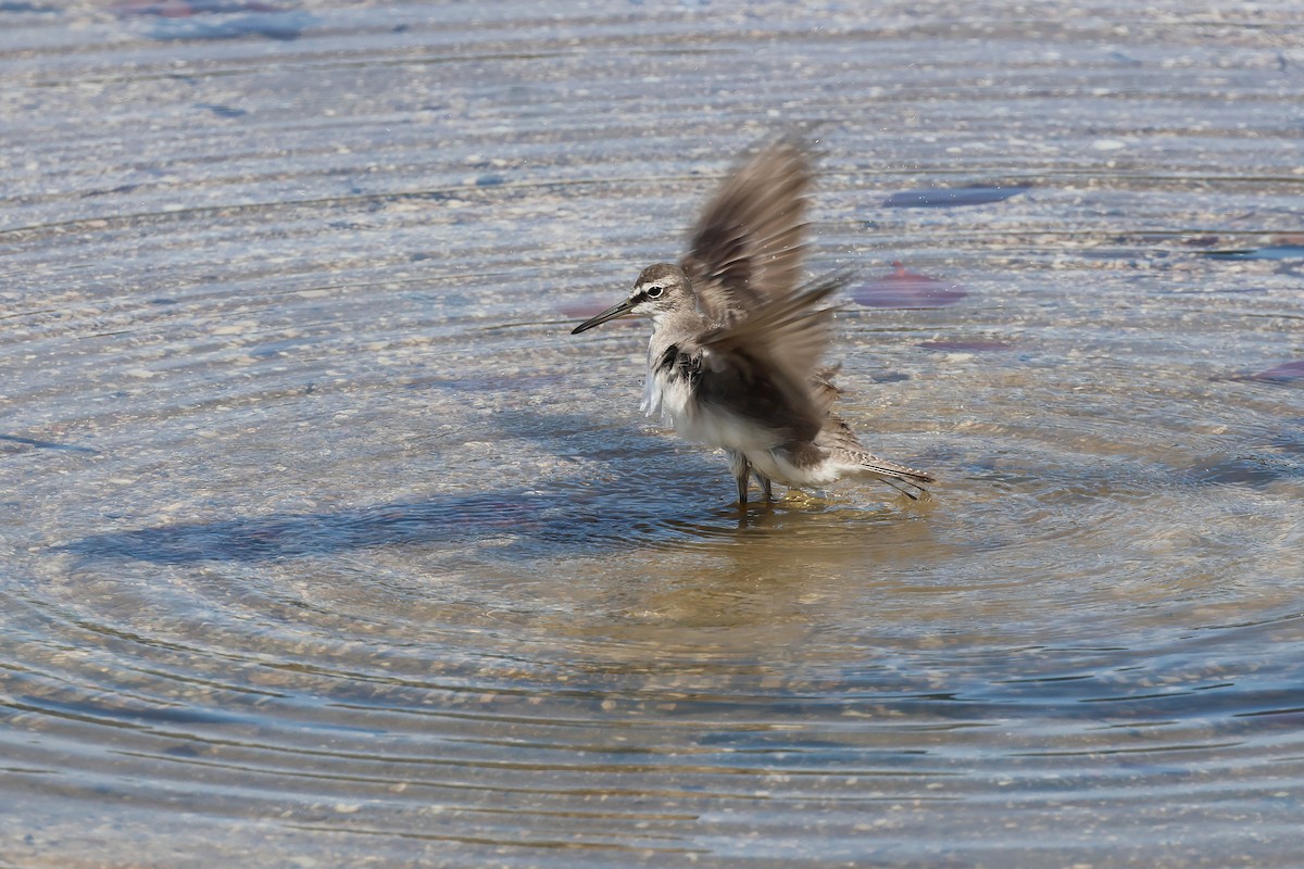 Gray-tailed Tattler - ML645510287
