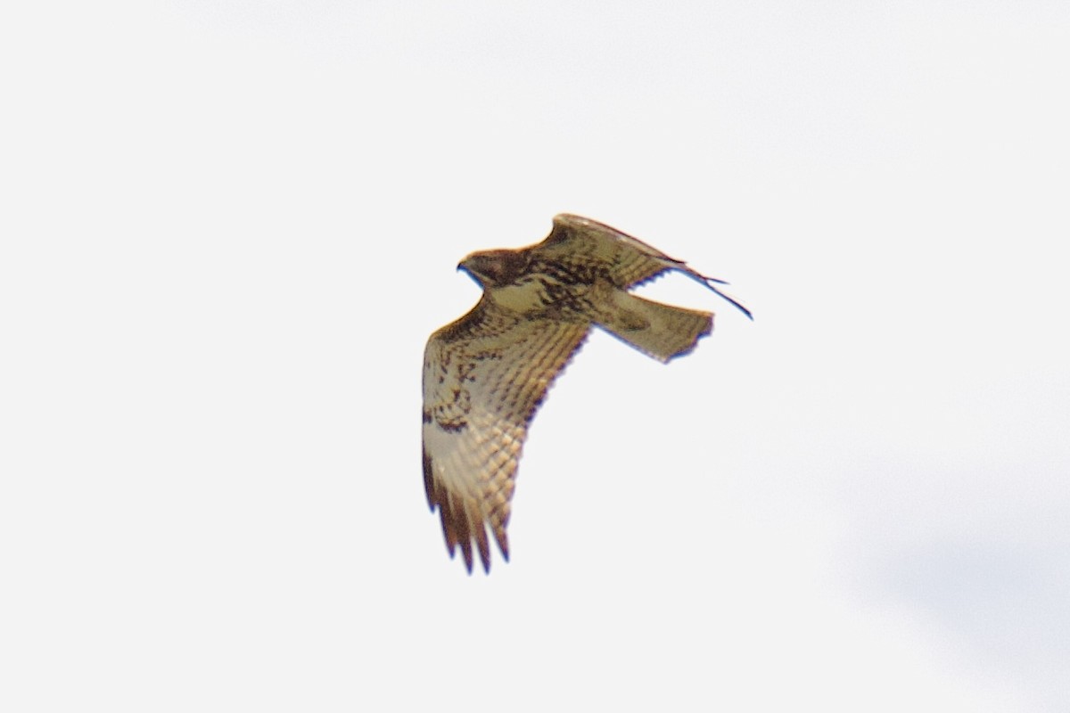 káně rudochvostá - ML645510296