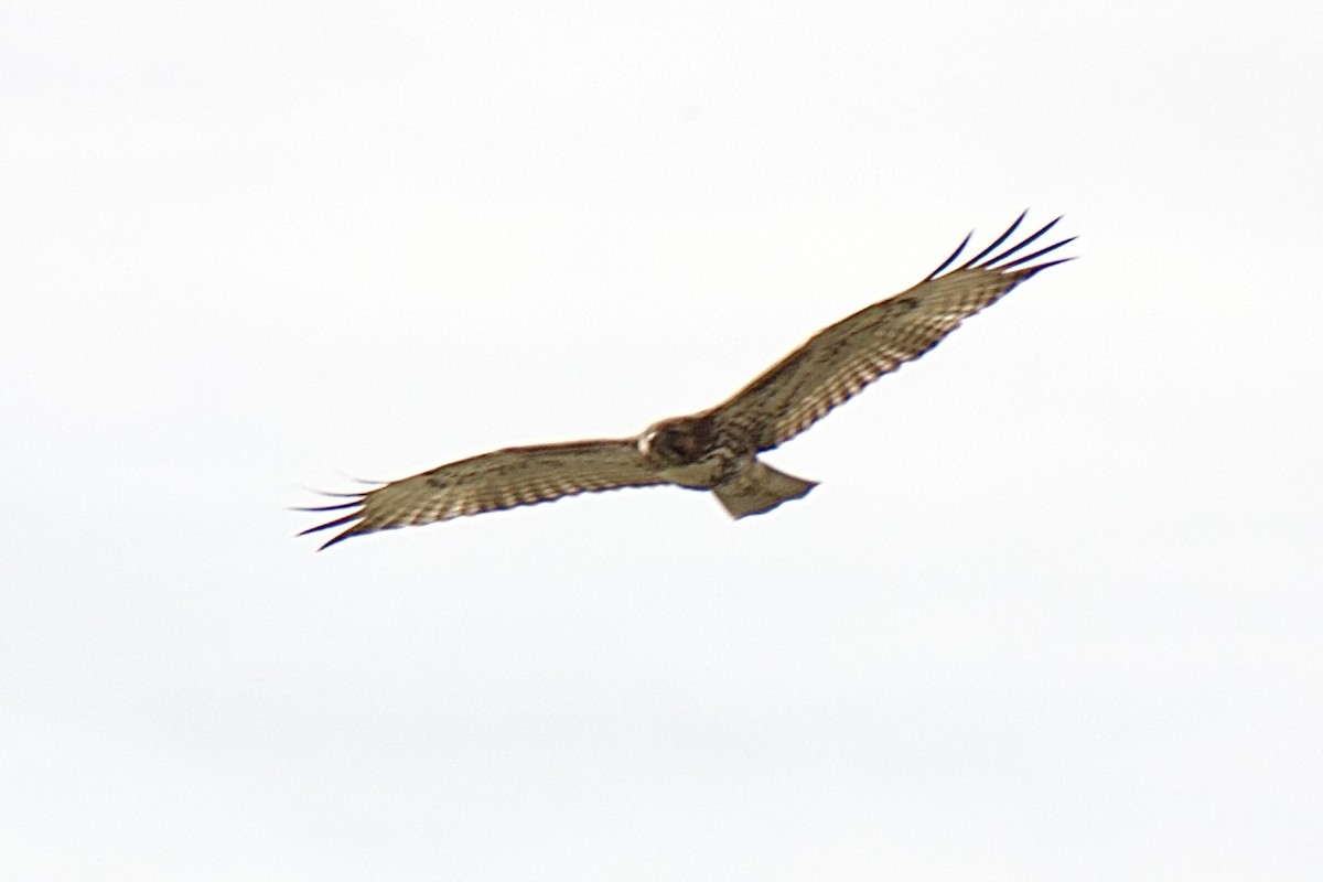 káně rudochvostá - ML645510297