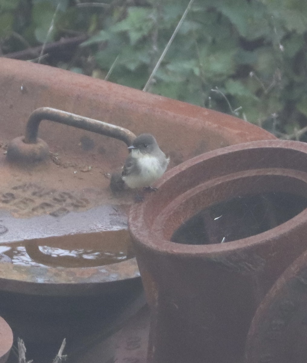 Eastern Phoebe - ML645510303