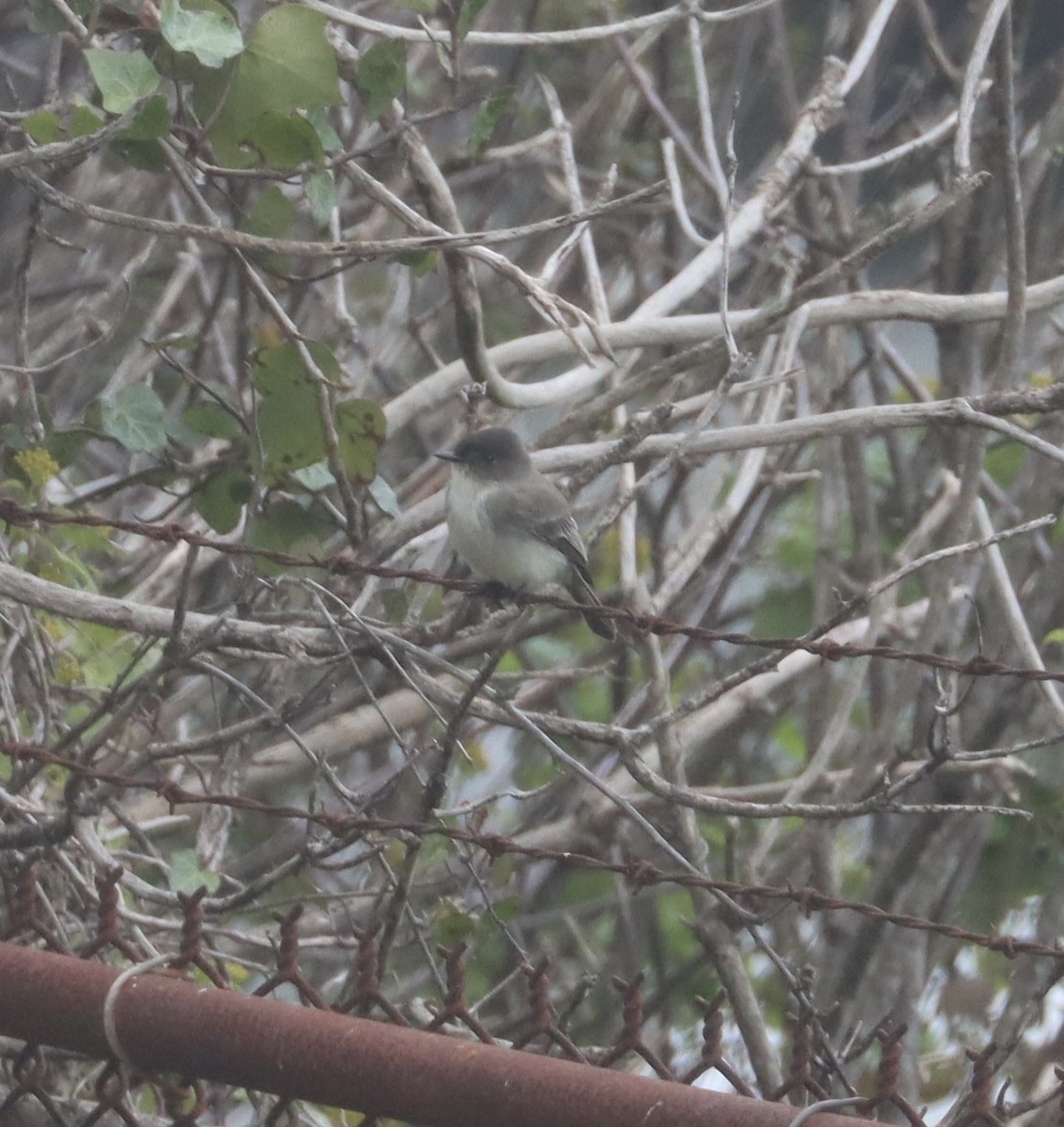 Eastern Phoebe - ML645510304
