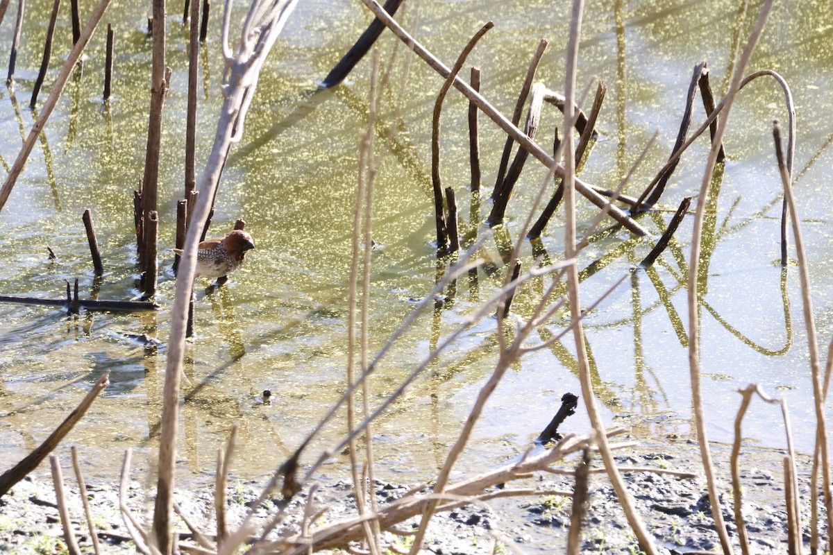 Muskatbronzemännchen - ML645510312