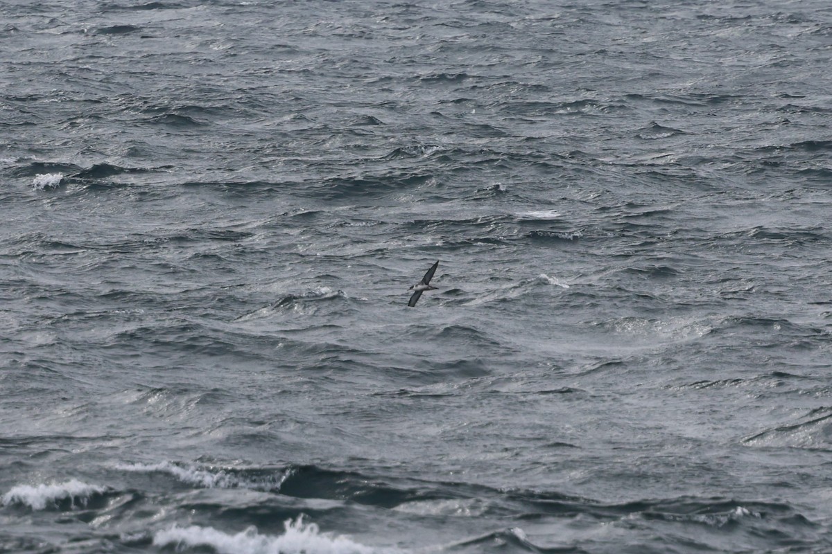 Great Shearwater - ML645510316