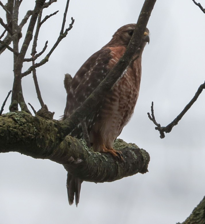 Red-shouldered Hawk - ML645510330