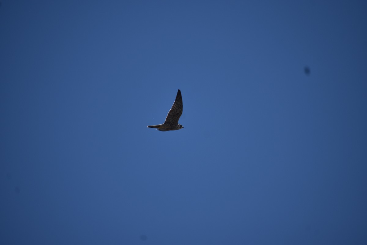 Falco pellegrino - ML645510338