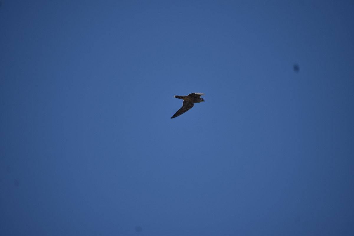 Falco pellegrino - ML645510339