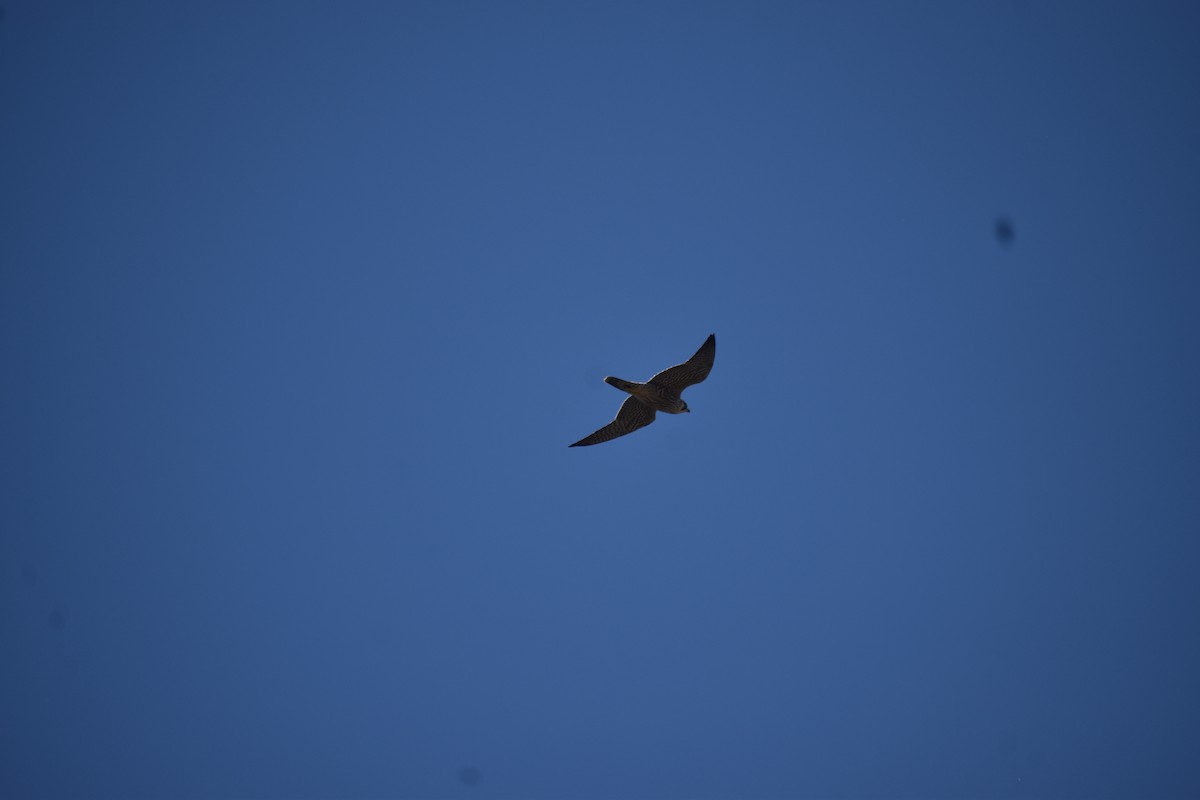 Falco pellegrino - ML645510340