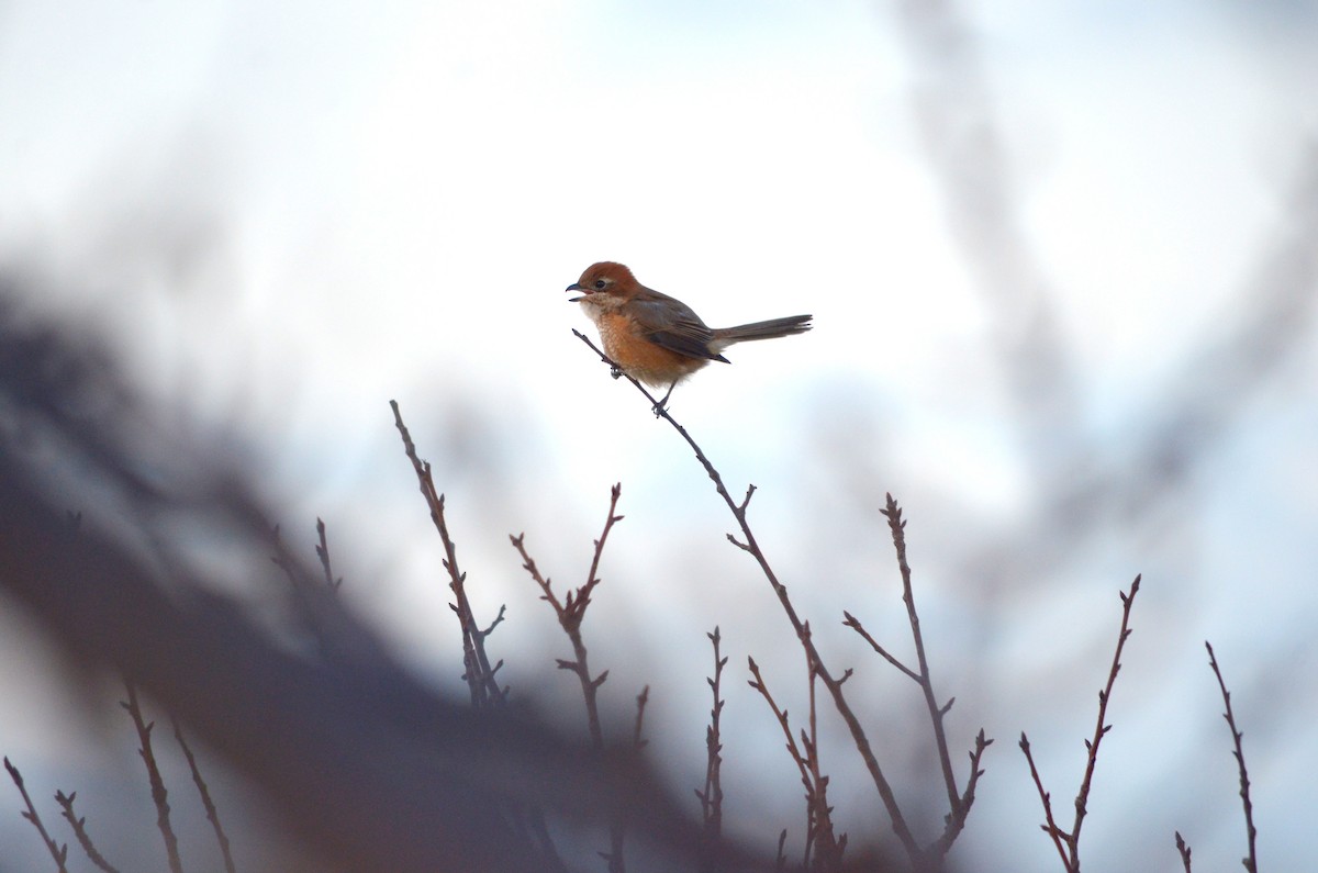 oksevarsler - ML645510351