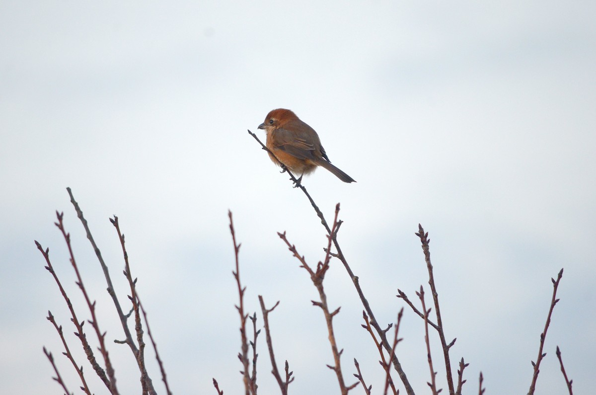 oksevarsler - ML645510353