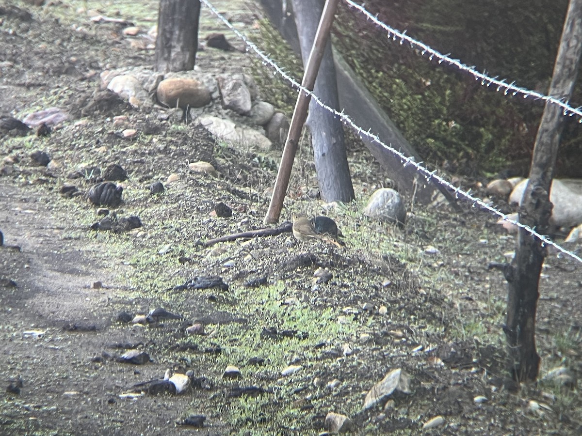 Swainson's Thrush - ML645510363