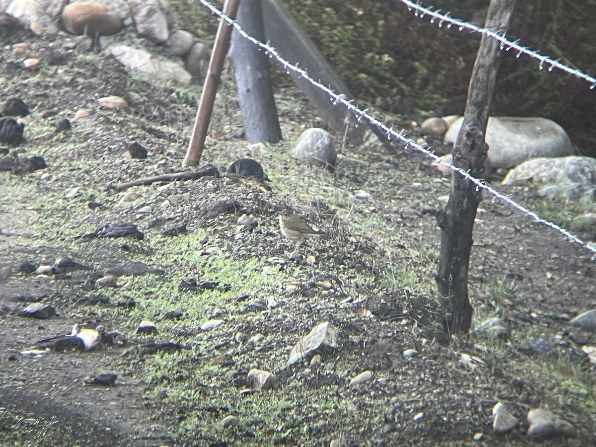 Swainson's Thrush - ML645510364