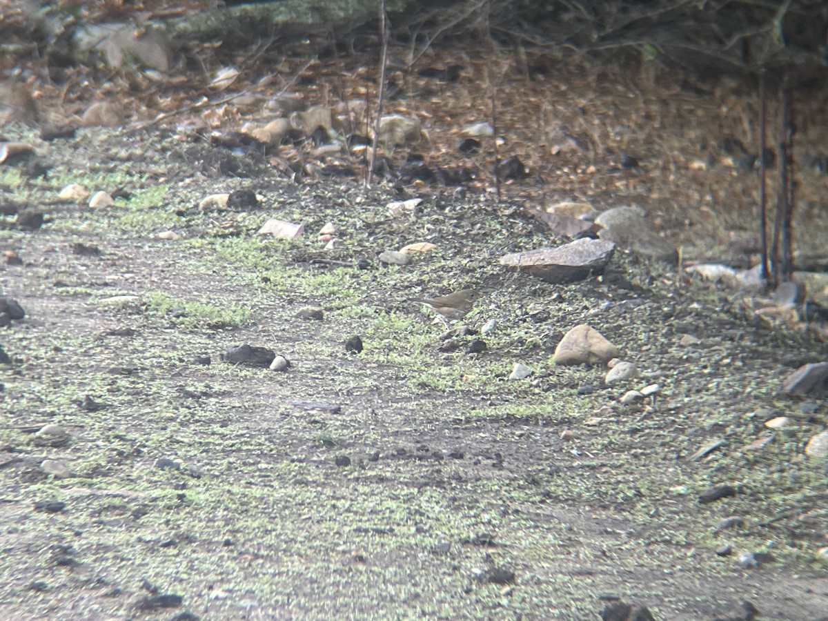Swainson's Thrush - ML645510365