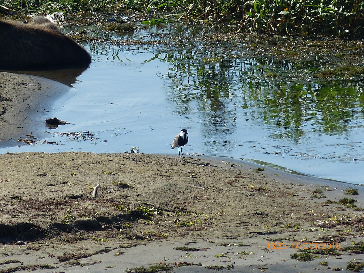 Vanneau à éperons - ML645510367