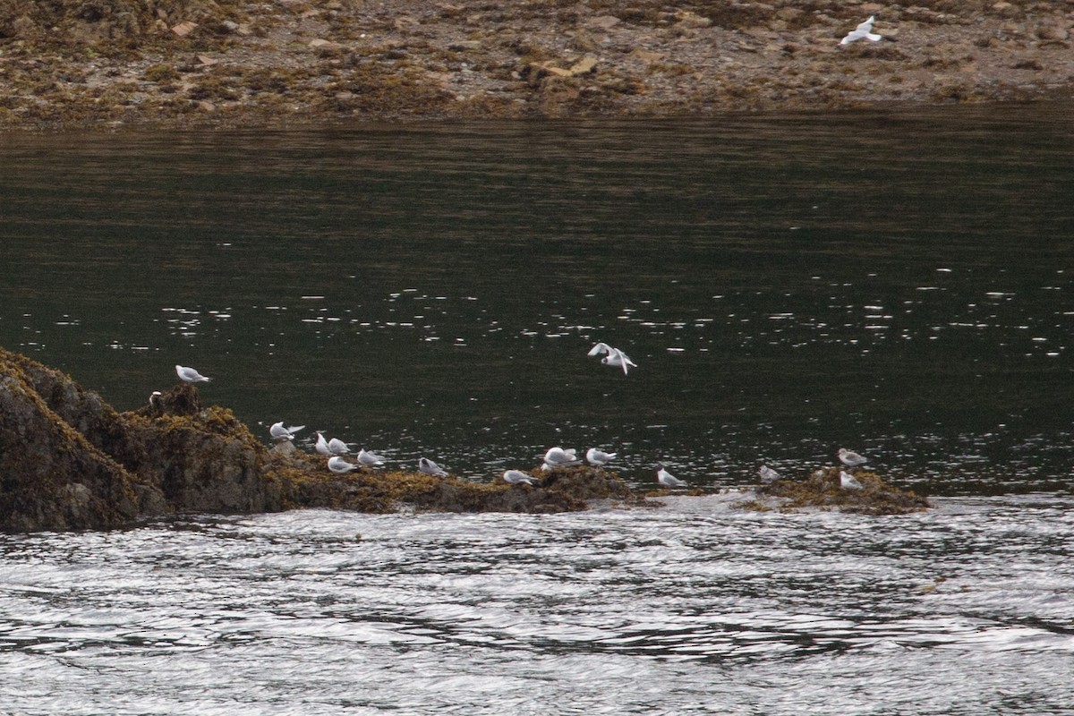 Bonaparte's Gull - ML645510368