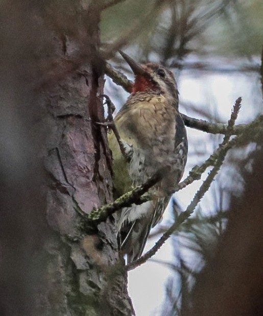 Yellow-bellied Sapsucker - ML645510369
