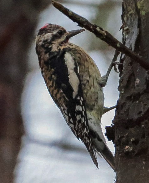 Yellow-bellied Sapsucker - ML645510370