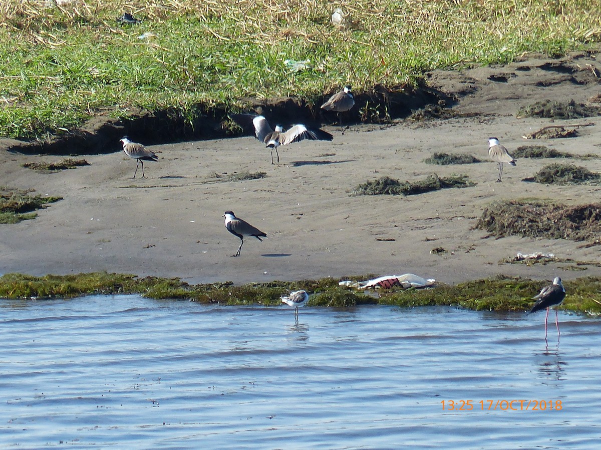 Vanneau à éperons - ML645510376