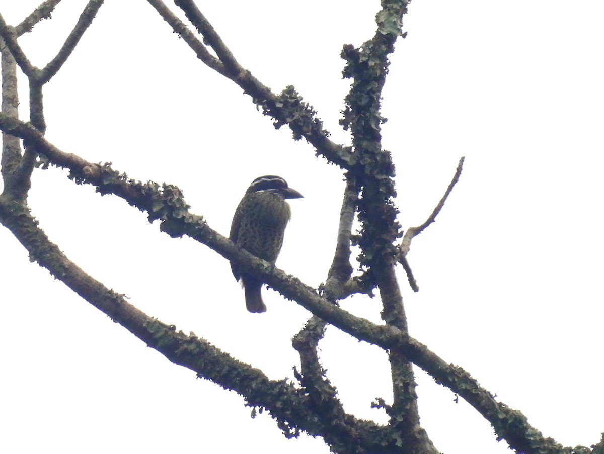 Hairy-breasted Barbet - ML645510377