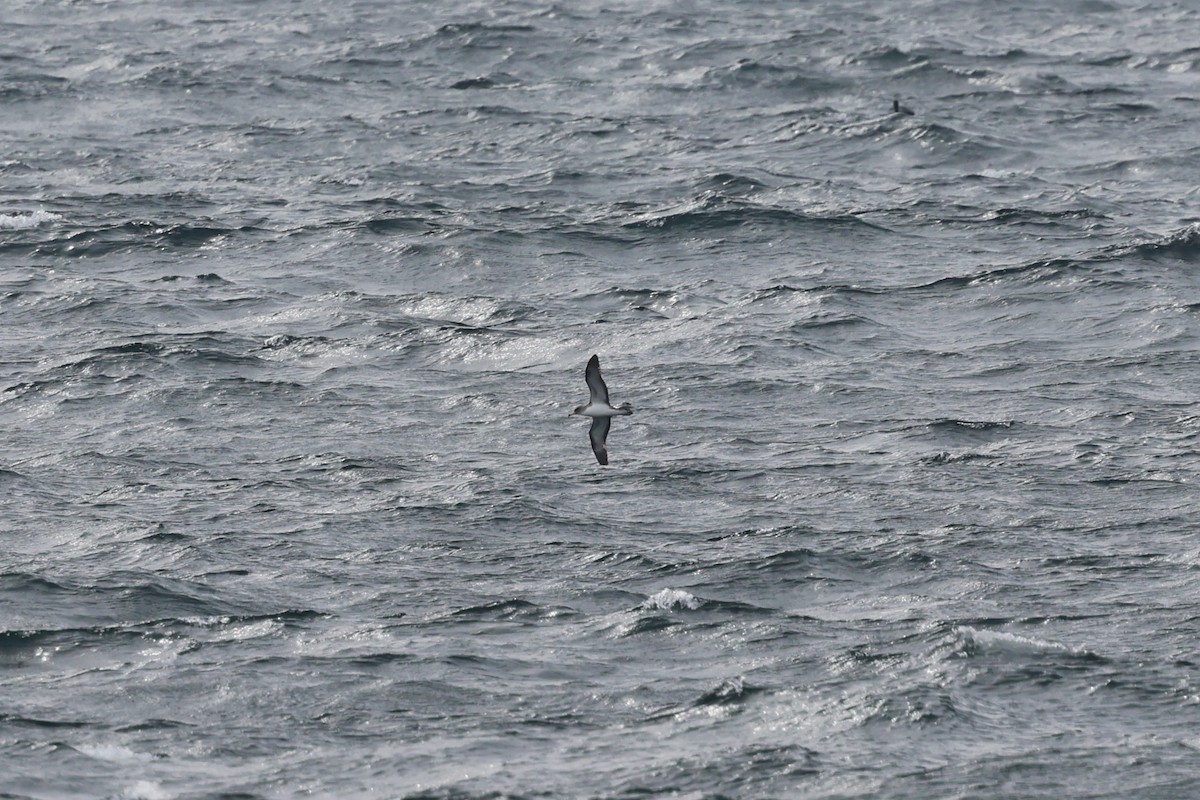 Cory's Shearwater - ML645510386