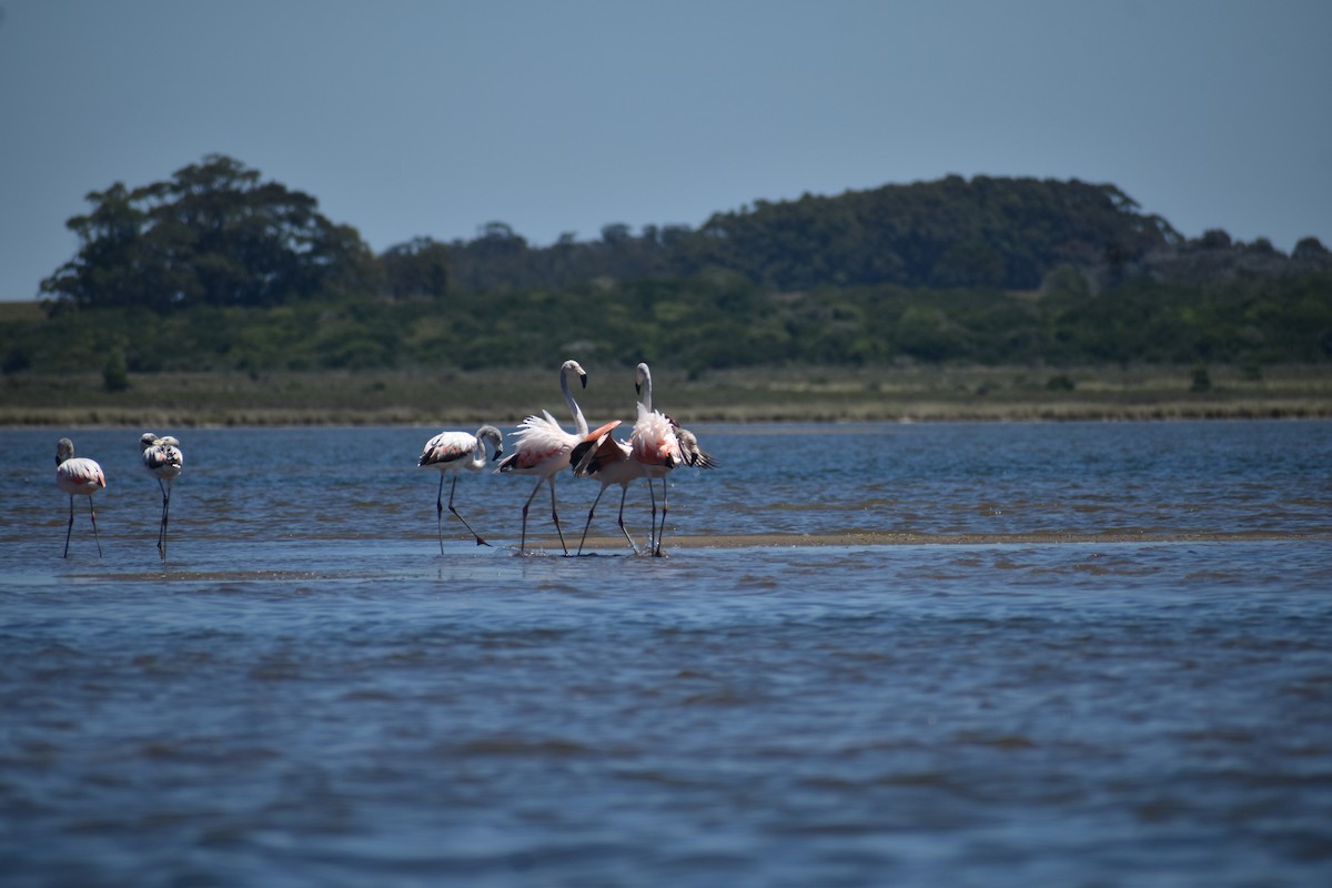 Fenicottero cileno - ML645510387