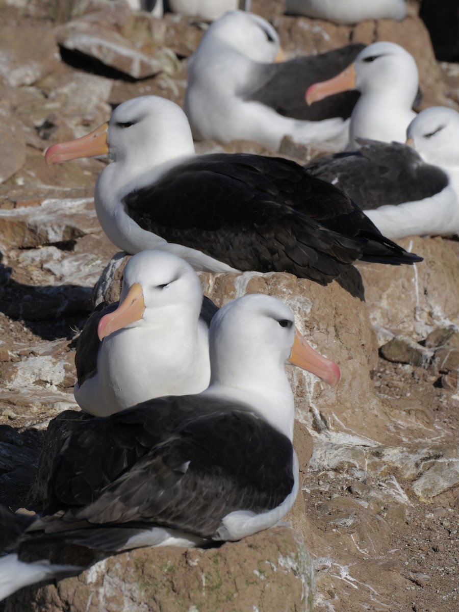 Schwarzbrauenalbatros (melanophris) - ML645510417