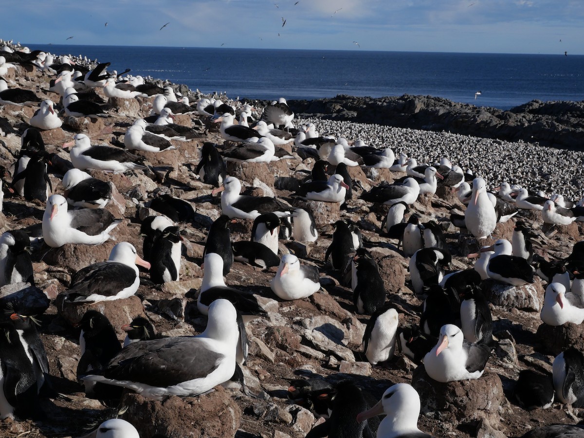 Schwarzbrauenalbatros (melanophris) - ML645510418