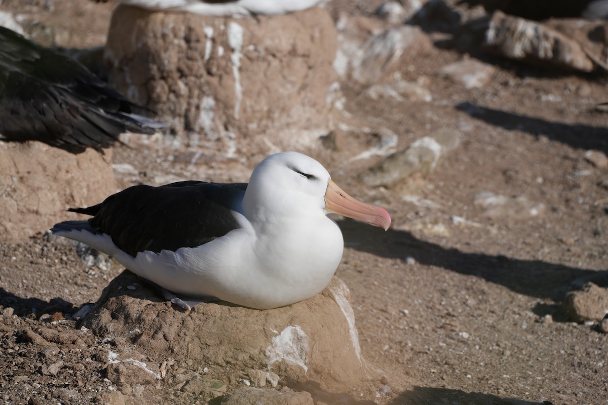 Schwarzbrauenalbatros (melanophris) - ML645510419