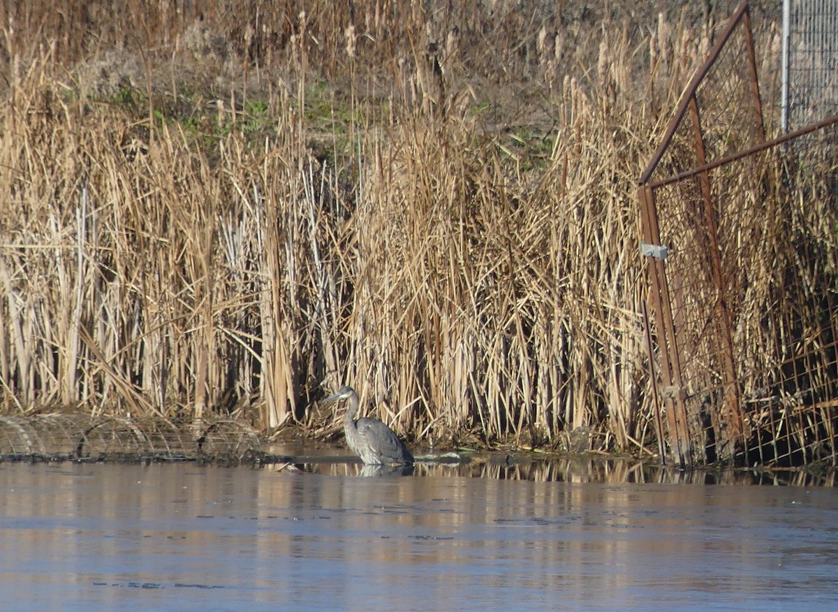 Great Blue Heron - ML645510420