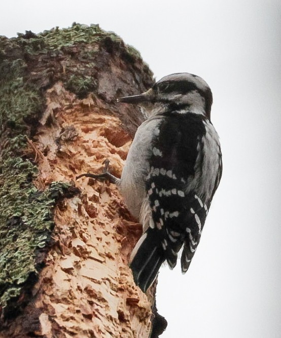 Hairy Woodpecker - ML645510421