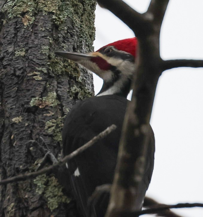 Pileated Woodpecker - ML645510448