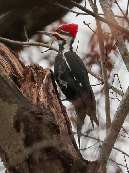 Pileated Woodpecker - ML645510449