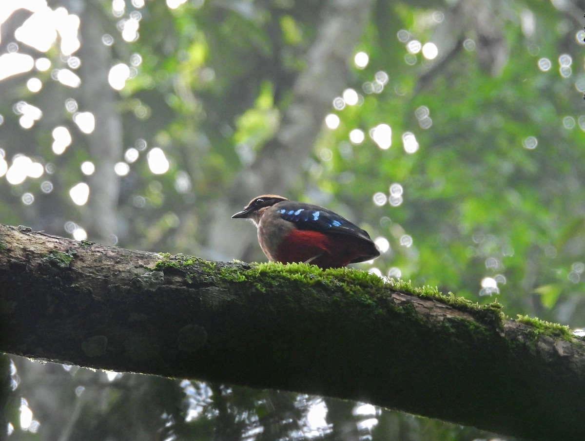 Green-breasted Pitta - ML645510451