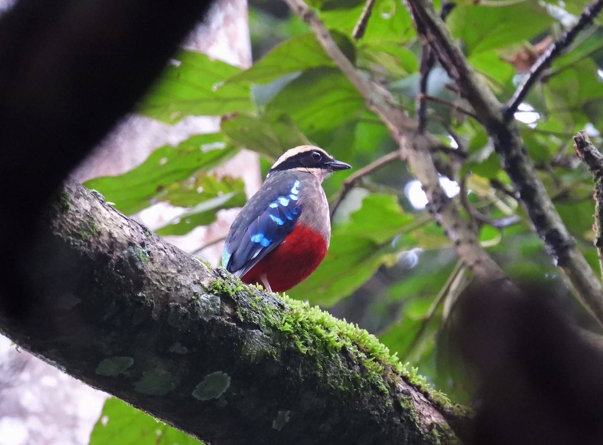 Green-breasted Pitta - ML645510452