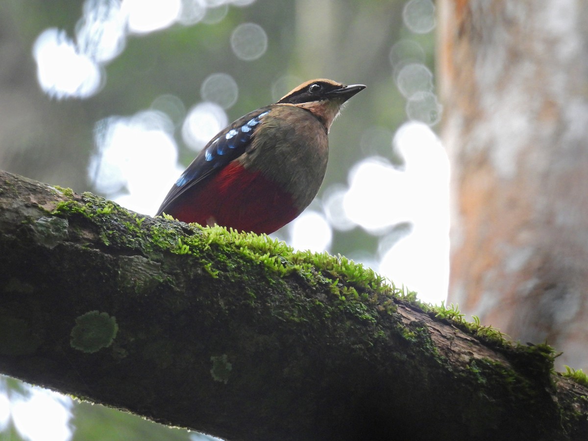 Green-breasted Pitta - ML645510453