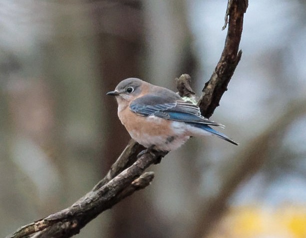 Eastern Bluebird - ML645510474