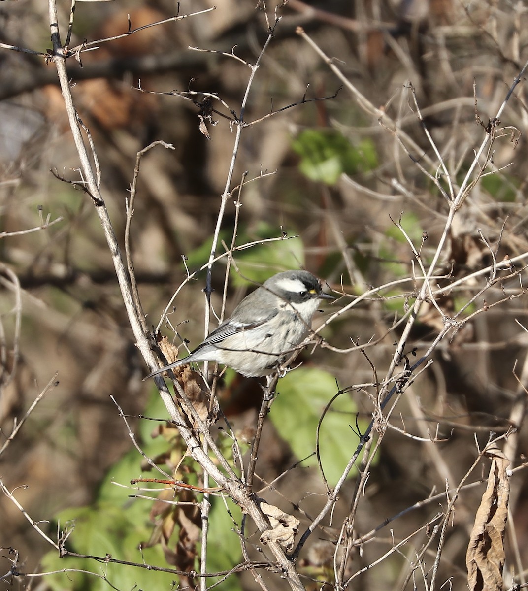 Black-throated Gray Warbler - ML645510486