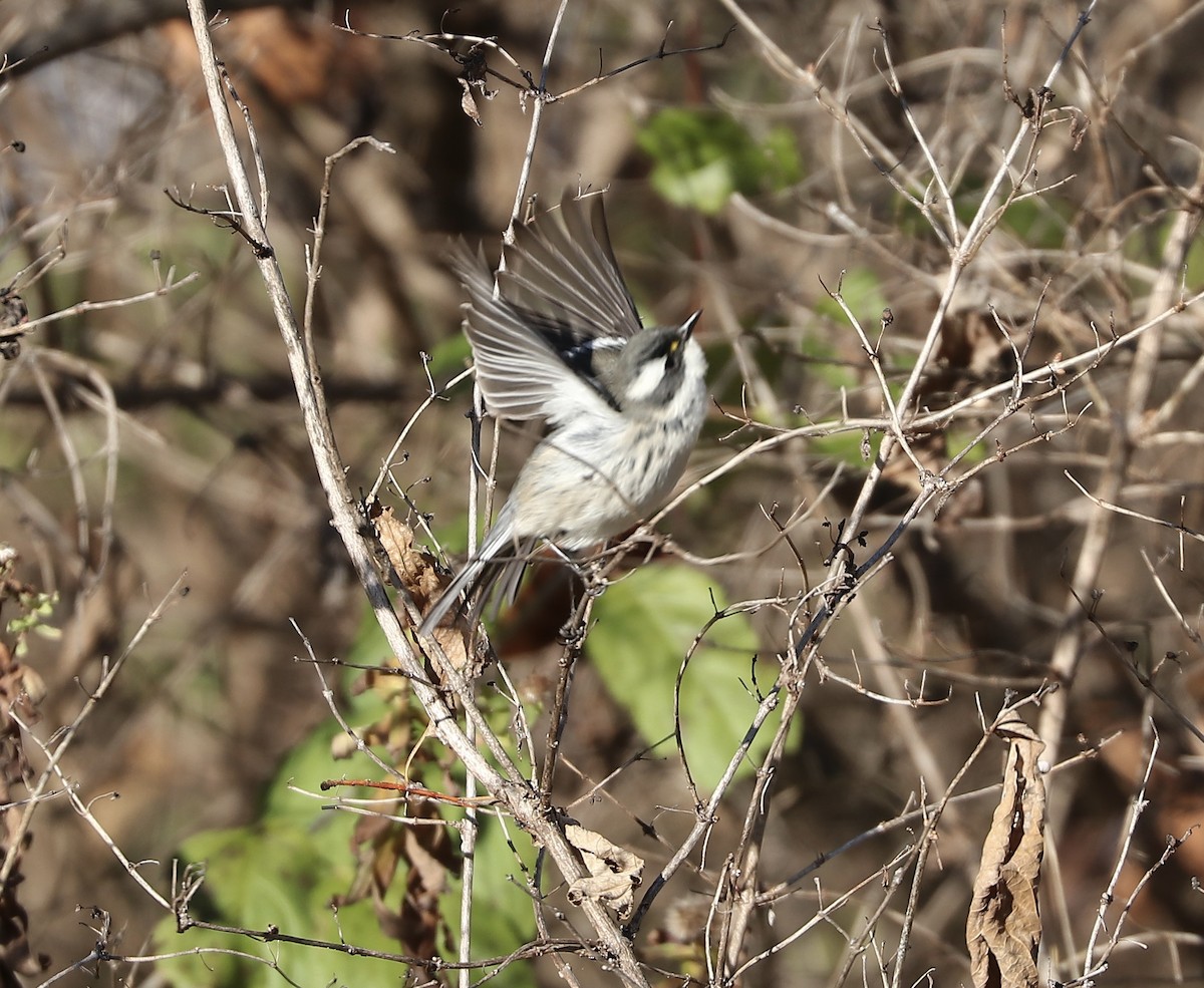 Black-throated Gray Warbler - ML645510487