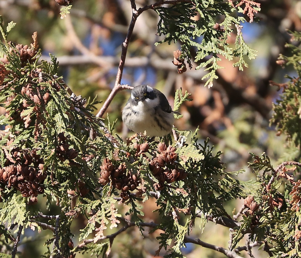Black-throated Gray Warbler - ML645510488